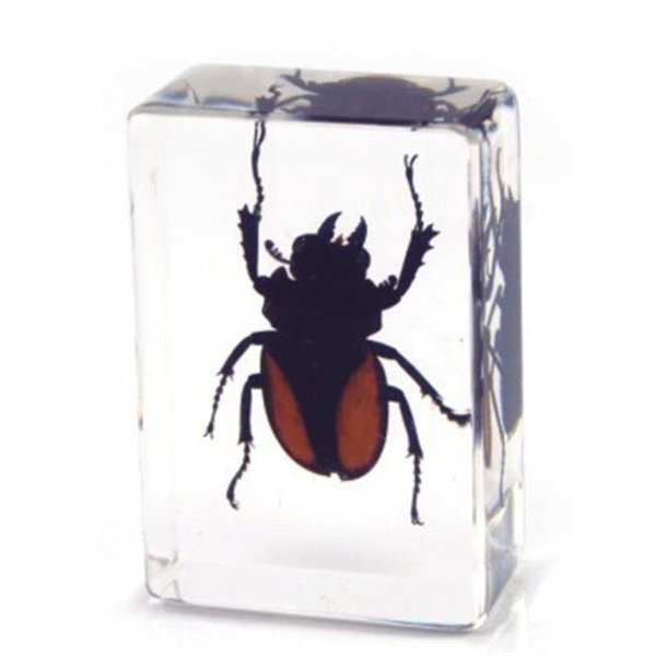 Ed Speldy East ED SPELDY EAST PW115 Paperweight  small  Stag Beetle PW115